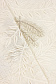 Клеенка Lace Print 137 см, JL052MJ-1, беж. с блестками